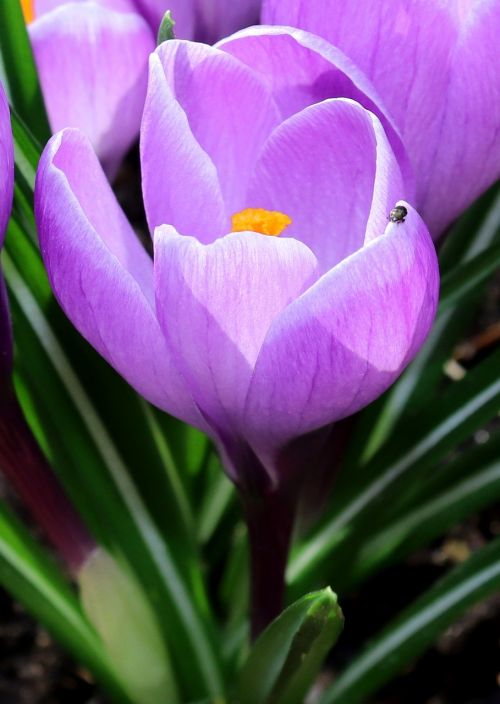 crocus nature flower