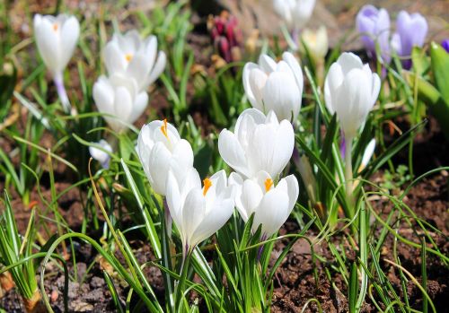 crocus white spring flowers