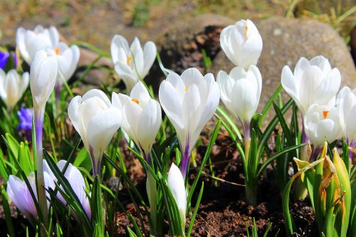 crocus white spring flowers