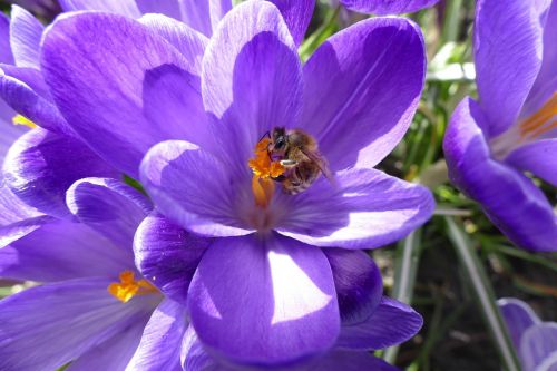 crocus bee spring