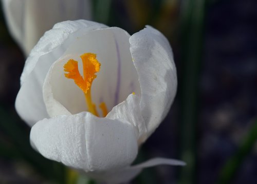 crocus  white  blossom