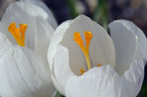 crocus  white  blossom