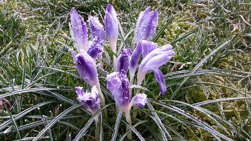 crocus  snow  nature