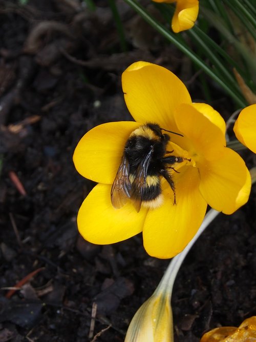 crocus  yellow  hummel