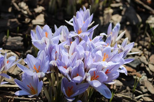 crocus  nature