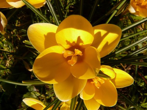 crocus plant garden