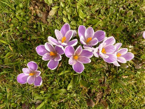 crocus plant garden