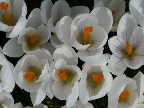 crocus plant garden