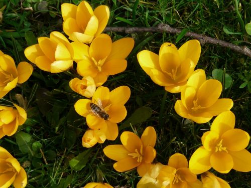 crocus plant garden