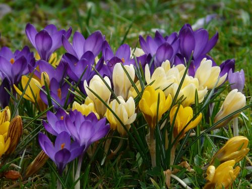 crocus plant garden