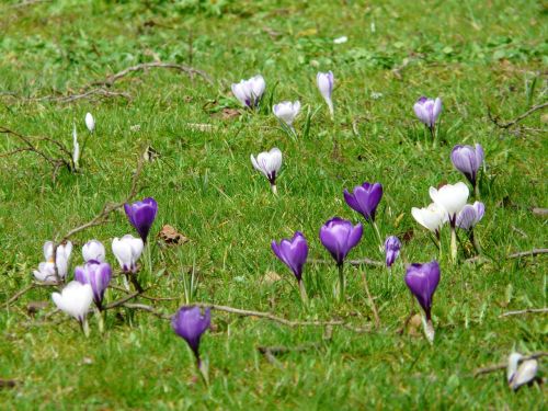 crocus plant garden