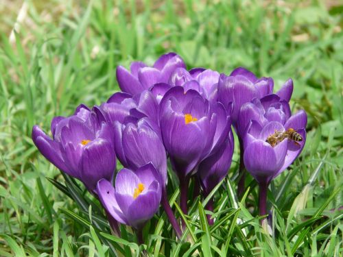 crocus plant garden