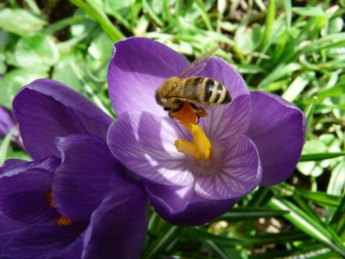 crocus plant garden