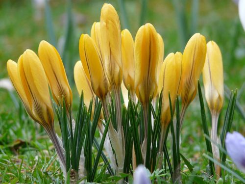 crocus plant garden