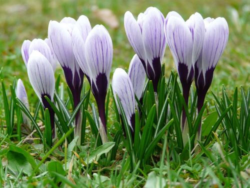 crocus plant garden