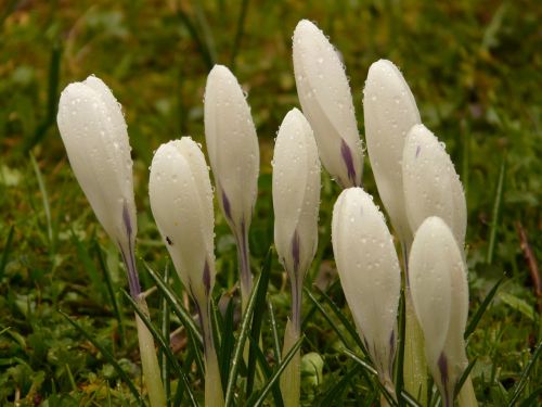 crocus plant garden