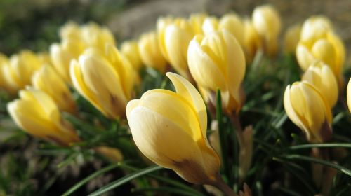 crocus flowers bloom