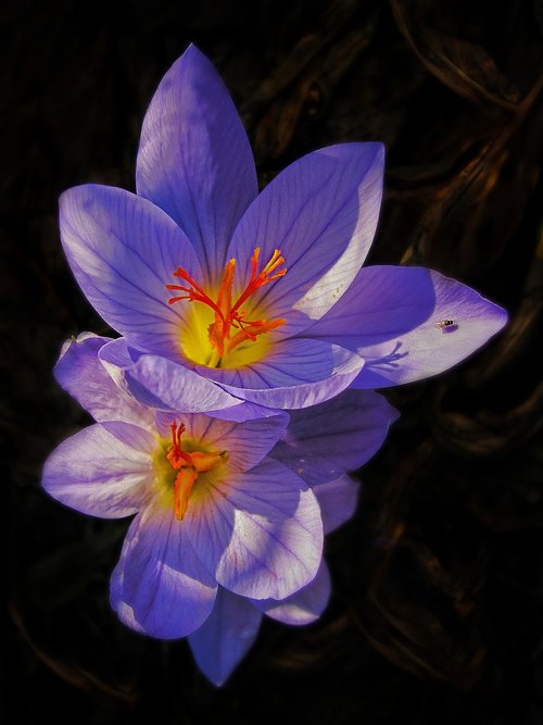 crocus  flower