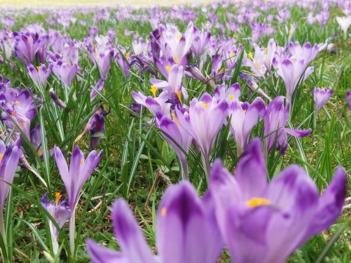 crocus  flower  nature