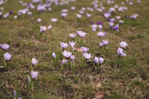 crocus  spring  nature