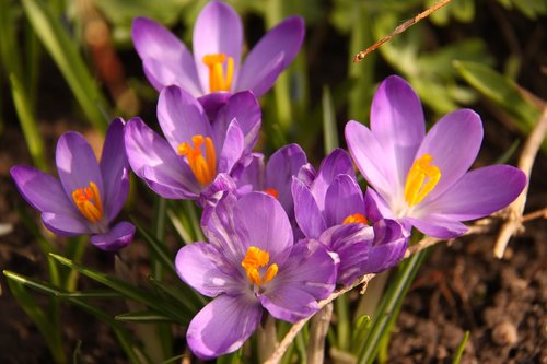 crocus  purple  flower