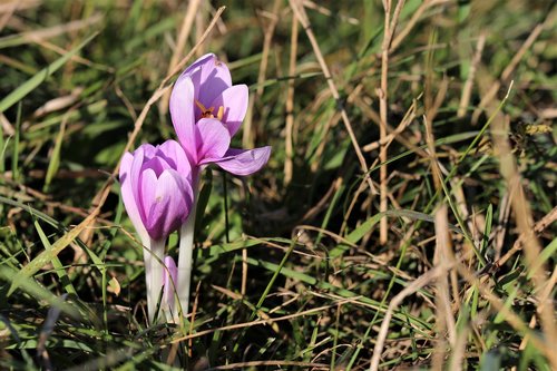 crocus  meadow  plant