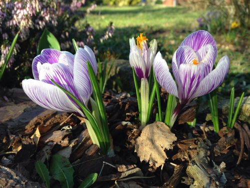 crocus early bloomer spring