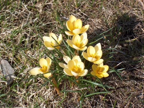 crocus flowers garden