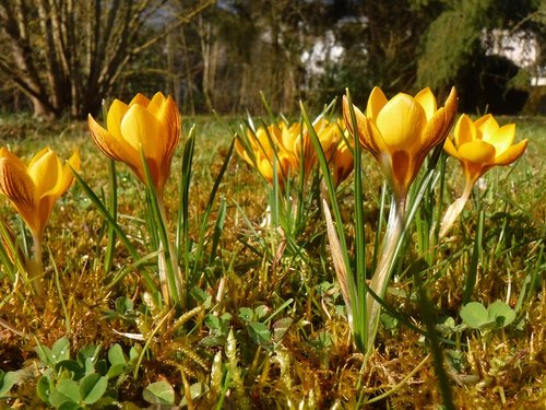 crocus  spring  yellow