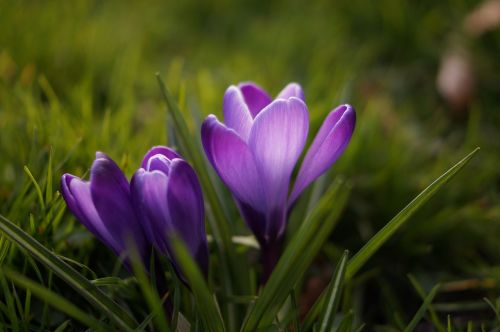 crocus flower lilac