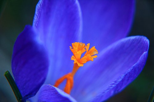 crocus  macro  flower