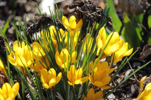 crocus  yellow  nature