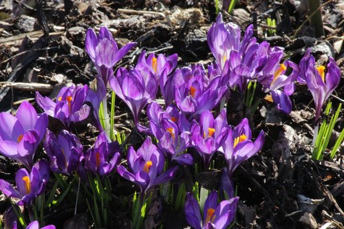 crocus  purple  spring