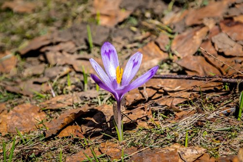 crocus  spring  nature