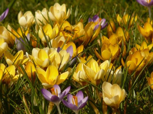 crocus flower spring