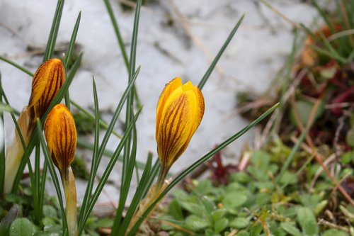 crocus  schwertliliengewaechs  iridaceae