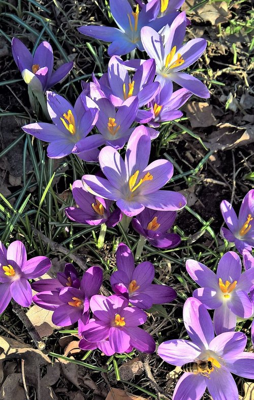 crocus  spring flowers  purple flowers