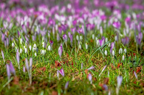 crocus  snowdrop  spring