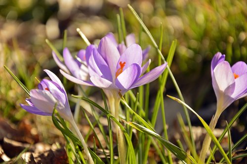 crocus  frühlingsblüher  violet