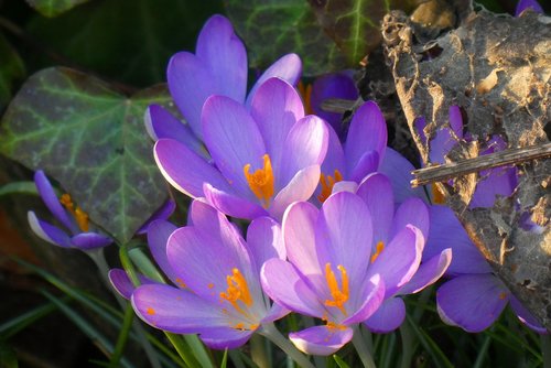 crocus  flower  bloom