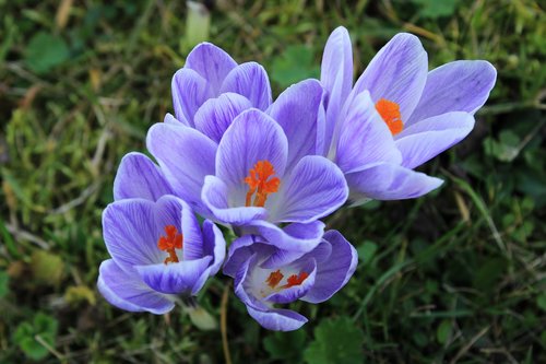 crocus  purple  violet