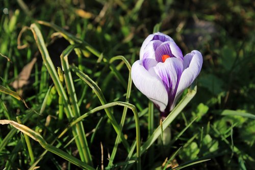 crocus  purple  violet