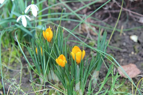 crocus  crocus yellow  flower