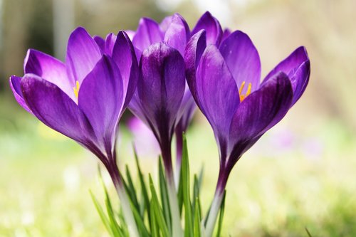 crocus  purple  flower