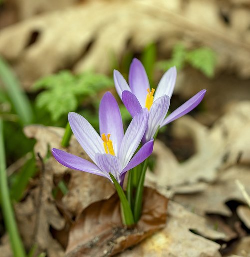 crocus  spring  wildflower