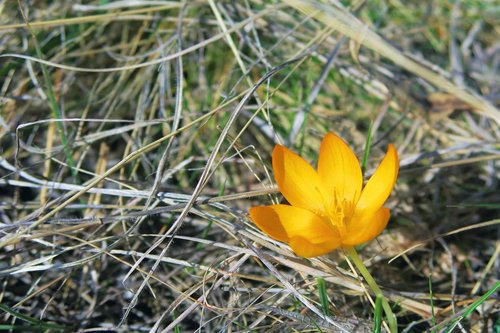 crocus  nature  spring