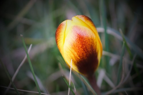 crocus  schwertliliengewaechs  iridaceae