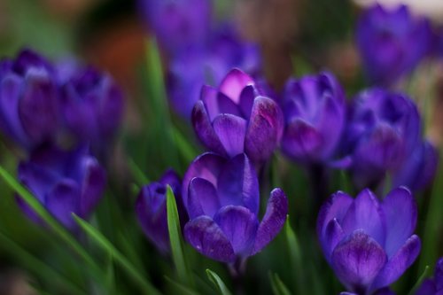 crocus  spring  blue