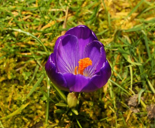 crocus  violet  garden