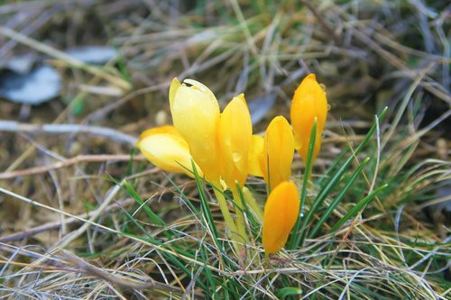 crocus  flower  nature